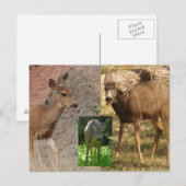 シカラズベリーIII ポストカード (正面/裏面)