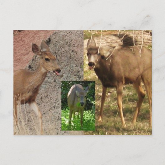 シカラズベリーIII ポストカード (正面)