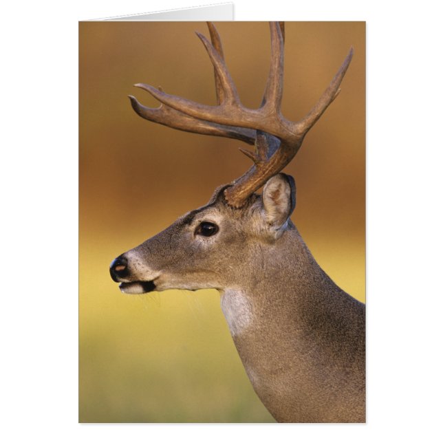 シカ科 オジロジカ Odocoileus virginianus (正面)