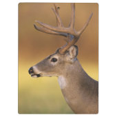 シカ科 オジロジカ Odocoileus virginianus クリップボード (裏面)