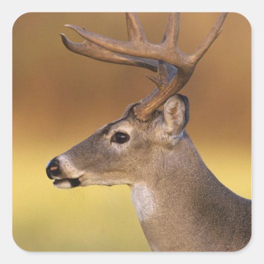 シカ科 オジロジカ Odocoileus virginianus スクエアシール (正面)