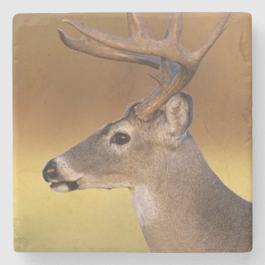 シカ科 オジロジカ Odocoileus virginianus ストーンコースター (正面)