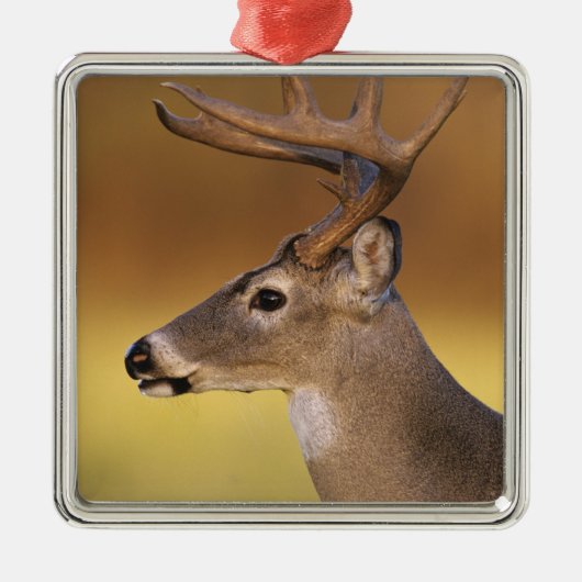 シカ科 オジロジカ Odocoileus virginianus メタルオーナメント (正面)