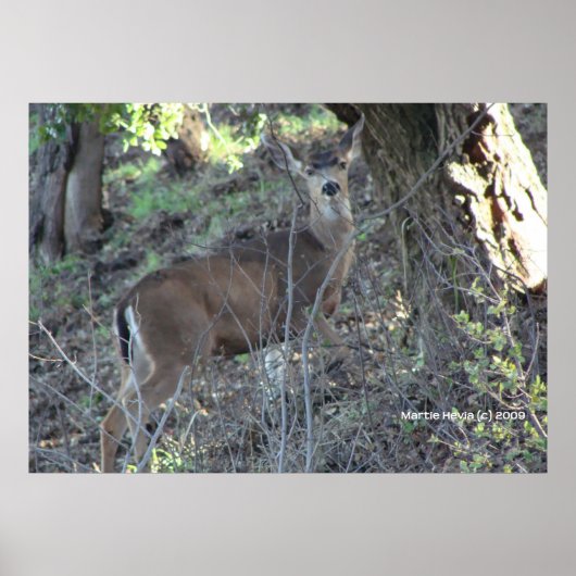 シカ・イン・ウッズ ポスター (正面)