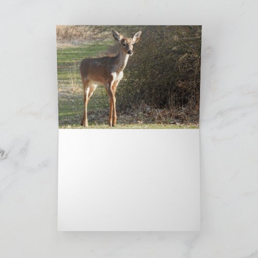 シカ *blank* カード (内部)