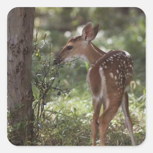 シカ, Odocoileus virginianus スクエアシール (正面)