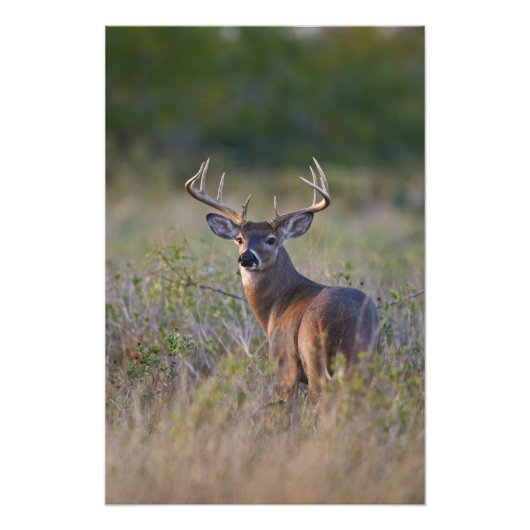 シカ Odocoileus virginianus フォトプリント (正面)