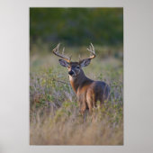 シカ Odocoileus virginianus ポスター (正面)