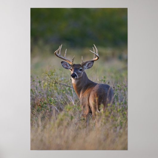 シカ Odocoileus virginianus ポスター (正面)