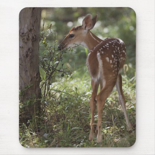 シカ, Odocoileus virginianus マウスパッド (正面)