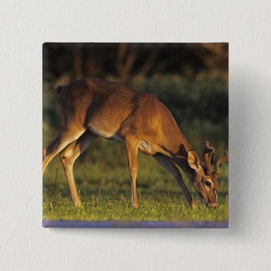 シカ, Odocoileus virginianus 缶バッジ (正面)