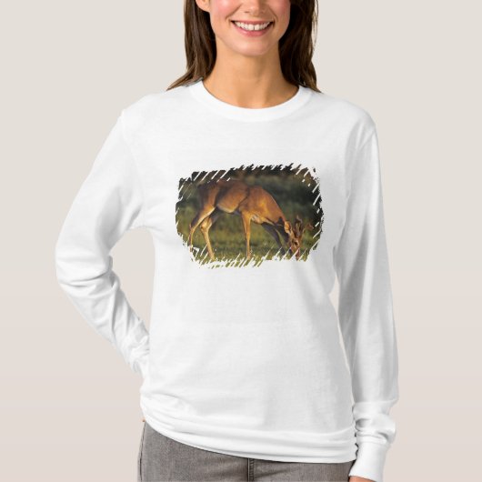 シカ, Odocoileus virginianus Tシャツ (正面)