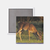 シカ (White-tailed Deer, Odocoileus virginianus) マグネット (正面/裏面)