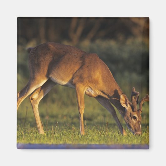 シカ (White-tailed Deer, Odocoileus virginianus) マグネット (正面)