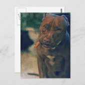 シガーをかみ砕く赤い鼻のピット・ブル ポストカード (正面/裏面)