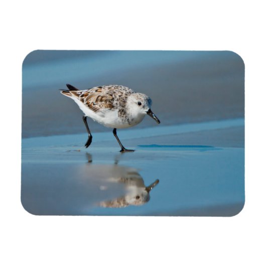 シギ科の鳥 ハクセキシギ (Calidris Albe) 湿ったビーチで餌を食べる マグネット (横)