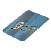 シギ科の鳥 ハクセキシギ (Calidris Albe) 湿ったビーチで餌を食べる マグネット (左側)