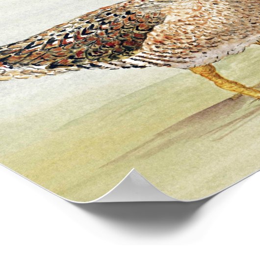 シギ ポスター (角)