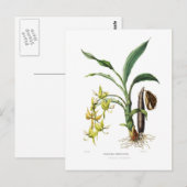 シクノケス・ベントリコサム ポストカード (正面/裏面)