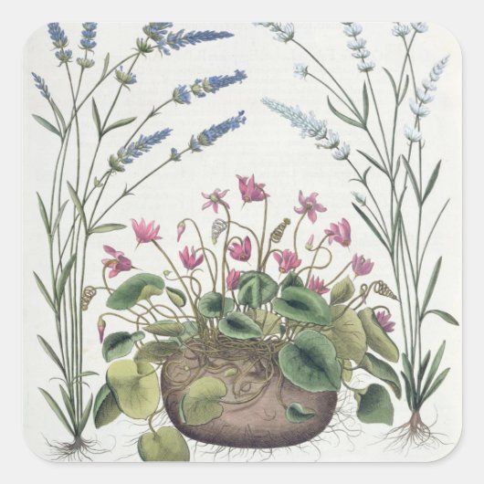 シクラメンとラベンダー: 1.シクラメン・ロマナム; 2.スピカ スクエアシール (正面)