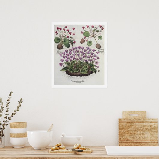 シクラメン: 1.シクラメンのセロトニン葉ヘドラセイス; ポスター (キッチン)