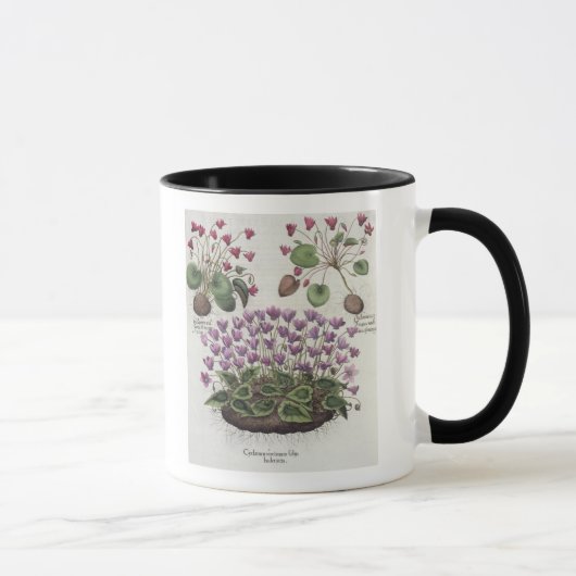 シクラメン: 1.Cyclamen serotinumのfoliisのhederaceis; マグカップ (右)