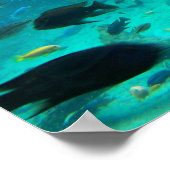 シクリッドの青いプールのスイミングのまわりにデザイン ポスター (角)