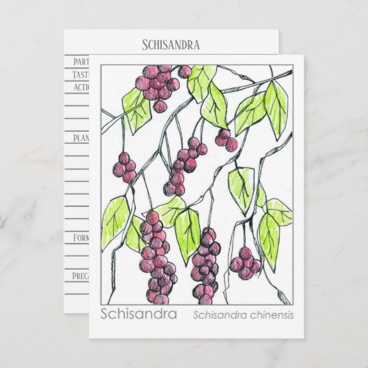 シサンドラハーブマテリアメディカカードハーブ勉強 ポストカード (正面/裏面)