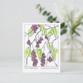 シサンドラハーブマテリアメディカカードハーブ勉強 ポストカード (スタンド正面)