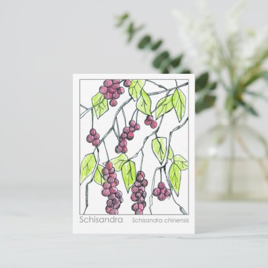 シサンドラハーブマテリアメディカカードハーブ勉強 ポストカード (スタンド正面)