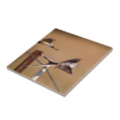 シザーステール・フライ捕手(タイラノス・フォフィカタス) タイル (側面)