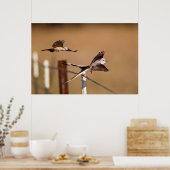 シザーステール・フライ捕手（タイラノス・フォフィカタス） ポスター (キッチン)