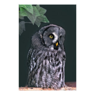 シシイロフクロウのハロウィン野生生物アート フォトプリント