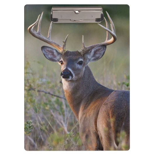 シシジカ クリップボード (正面)
