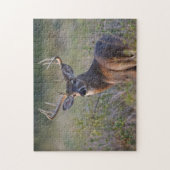 シシジカ Odocoileus virginianus ジグソーパズル (縦)
