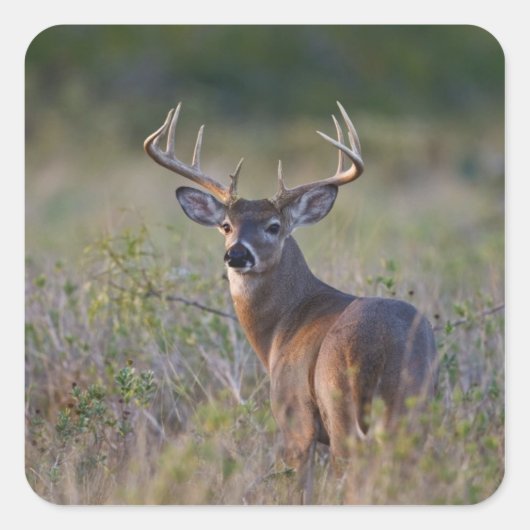 シシジカ Odocoileus virginianus スクエアシール (正面)