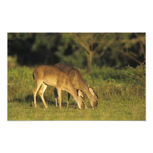 シシジカ(Odocoileus virginianus) フォトプリント (正面)