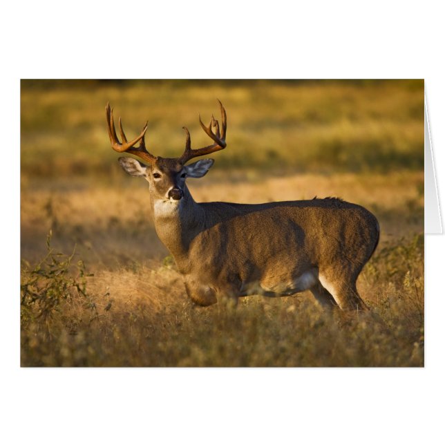 シシジカ (Odocoileus virginianus) 成獣 (正面横)