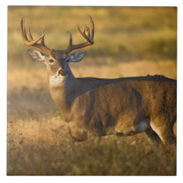 シシジカ (Odocoileus virginianus) 成獣 タイル