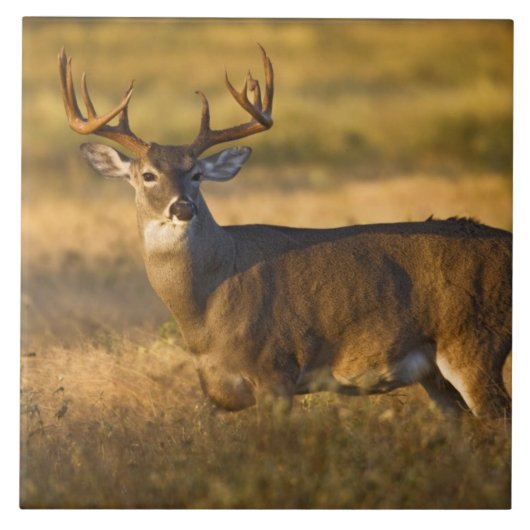 シシジカ (Odocoileus virginianus) 成獣 タイル (正面)