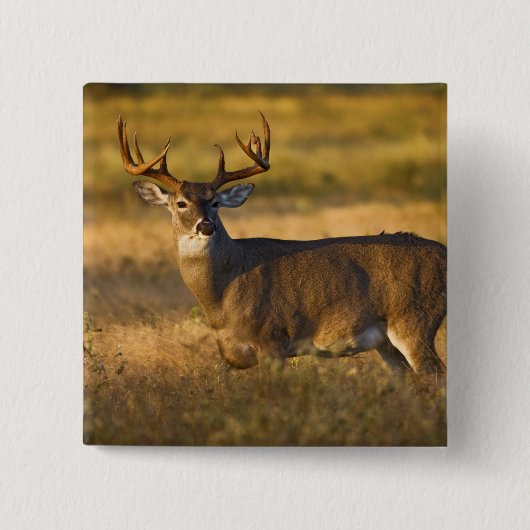 シシジカ (Odocoileus virginianus) 成獣 缶バッジ (正面)