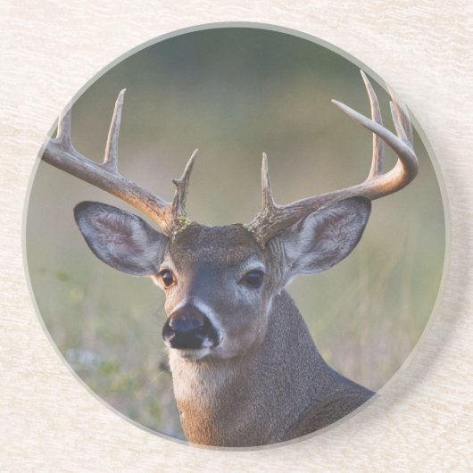 シジみ尾オジロシカ Odocoileus virginianus コースター (正面)