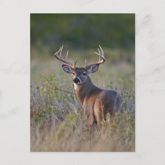 シジみ尾オジロシカ Odocoileus virginianus ポストカード (正面)
