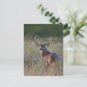 シジみ尾オジロシカ Odocoileus virginianus ポストカード (スタンド正面)