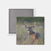 シジみ尾オジロシカ Odocoileus virginianus マグネット (正面/裏面)