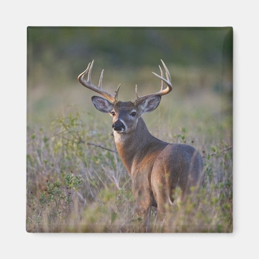 シジみ尾オジロシカ Odocoileus virginianus マグネット (正面)