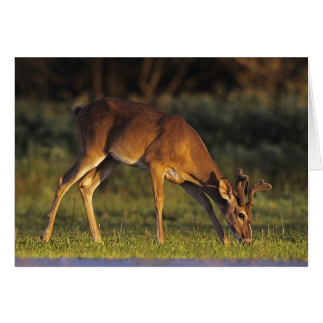 シジみ尾シカ, Odocoileus virginianus (正面横)