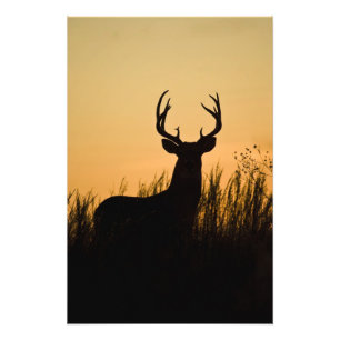 シジみ尾シカ (Odocoileus virginianus) フォトプリント