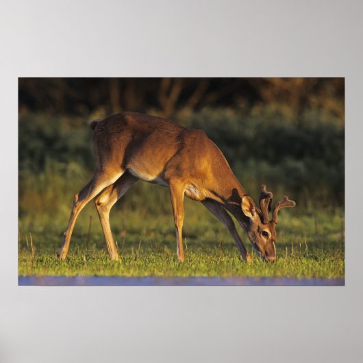 シジみ尾シカ, Odocoileus virginianus ポスター (正面)