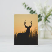 シジみ尾シカ (Odocoileus virginianus) ポストカード (スタンド正面)